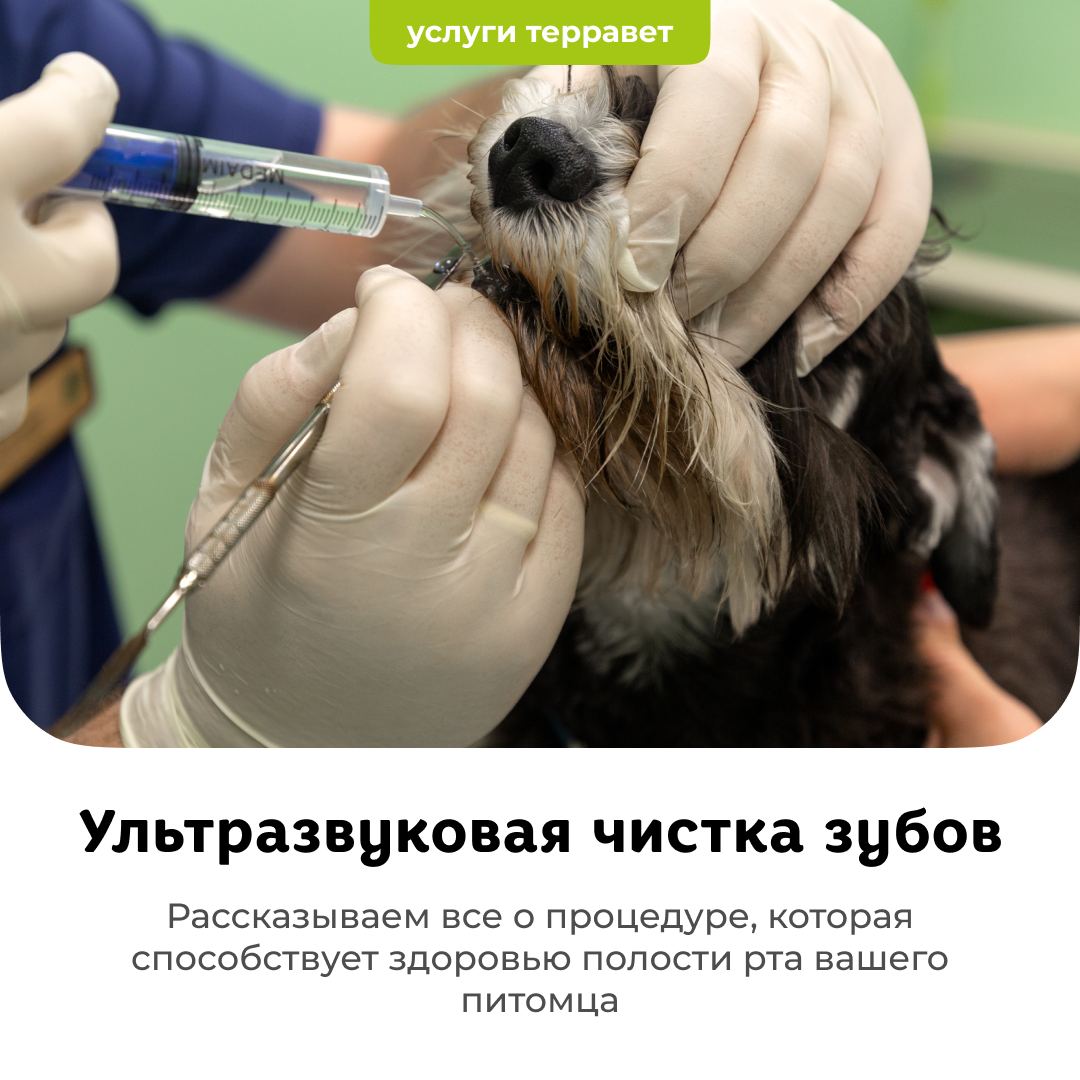 Как проходит ультразвуковая чистка зубов у питомцев? - блог ТерраВЕТ - ветклиника 24/7