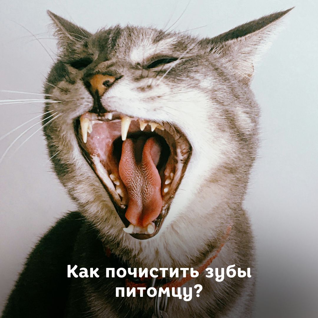 Как почистить зубы собаке/кошке?- блог ТерраВЕТ - ветклиника 24/7