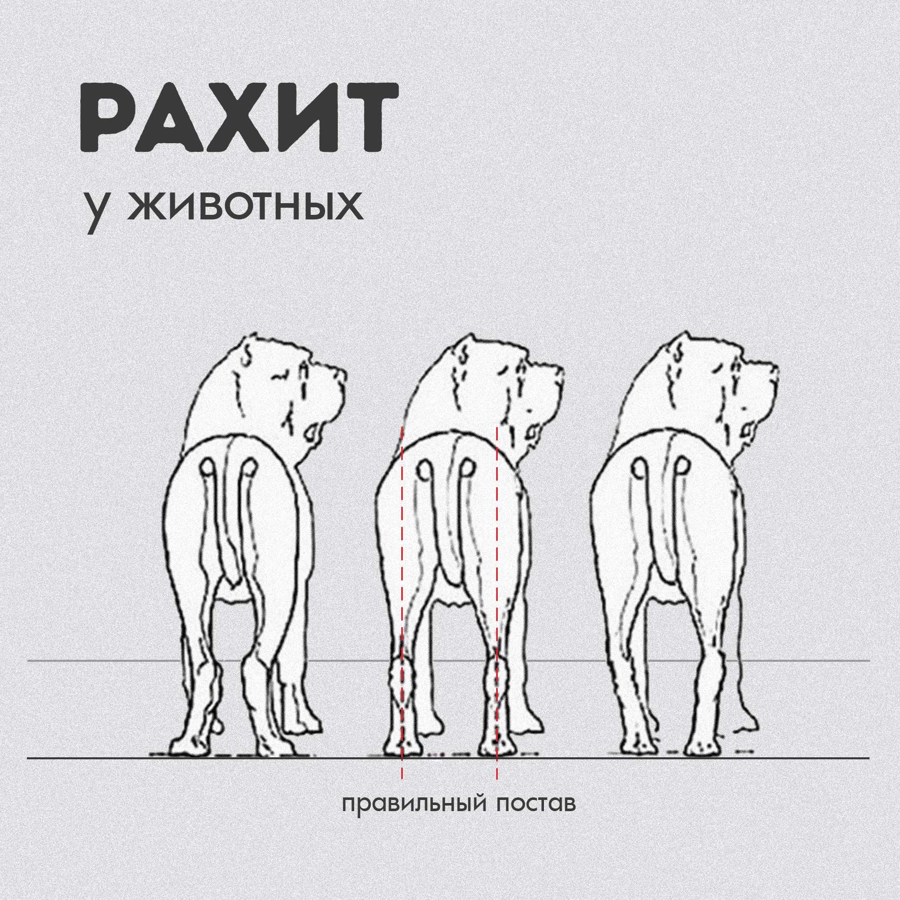 Рахит у домашних животных