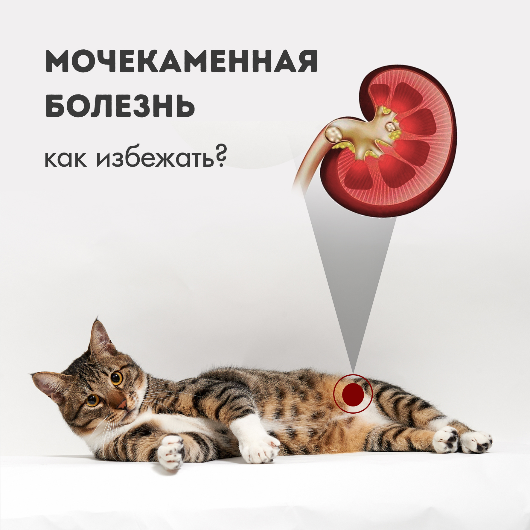 Как избежать мочекаменной болезни у кошки?