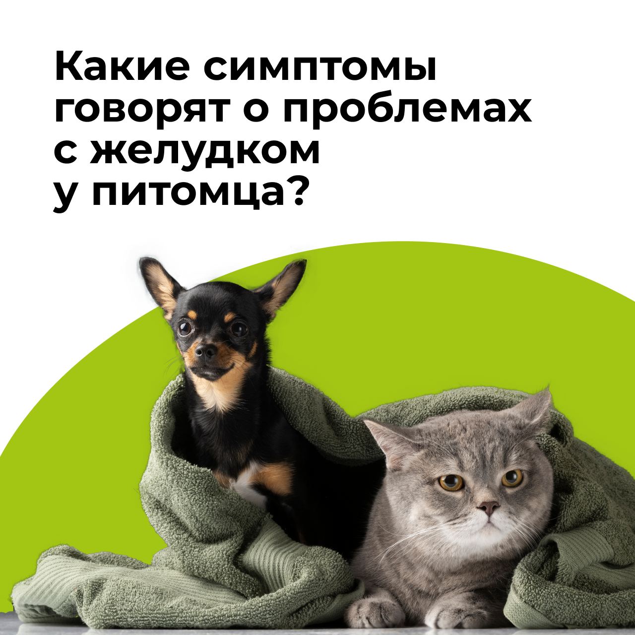 8 симптомов, которые могут указывать на проблемы с желудком у питомца