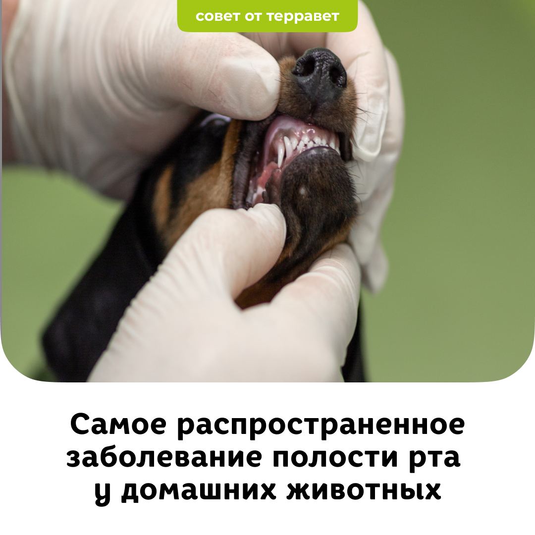 Самое распространённое заболевание полости рта у домашних животных