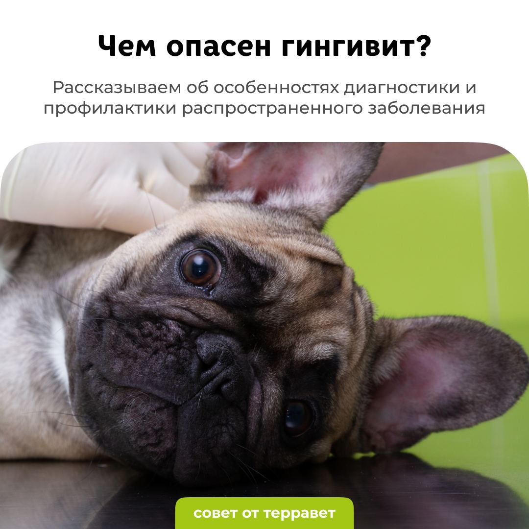 Чем опасен гингивит - блог ТерраВЕТ - ветклиника 24/7