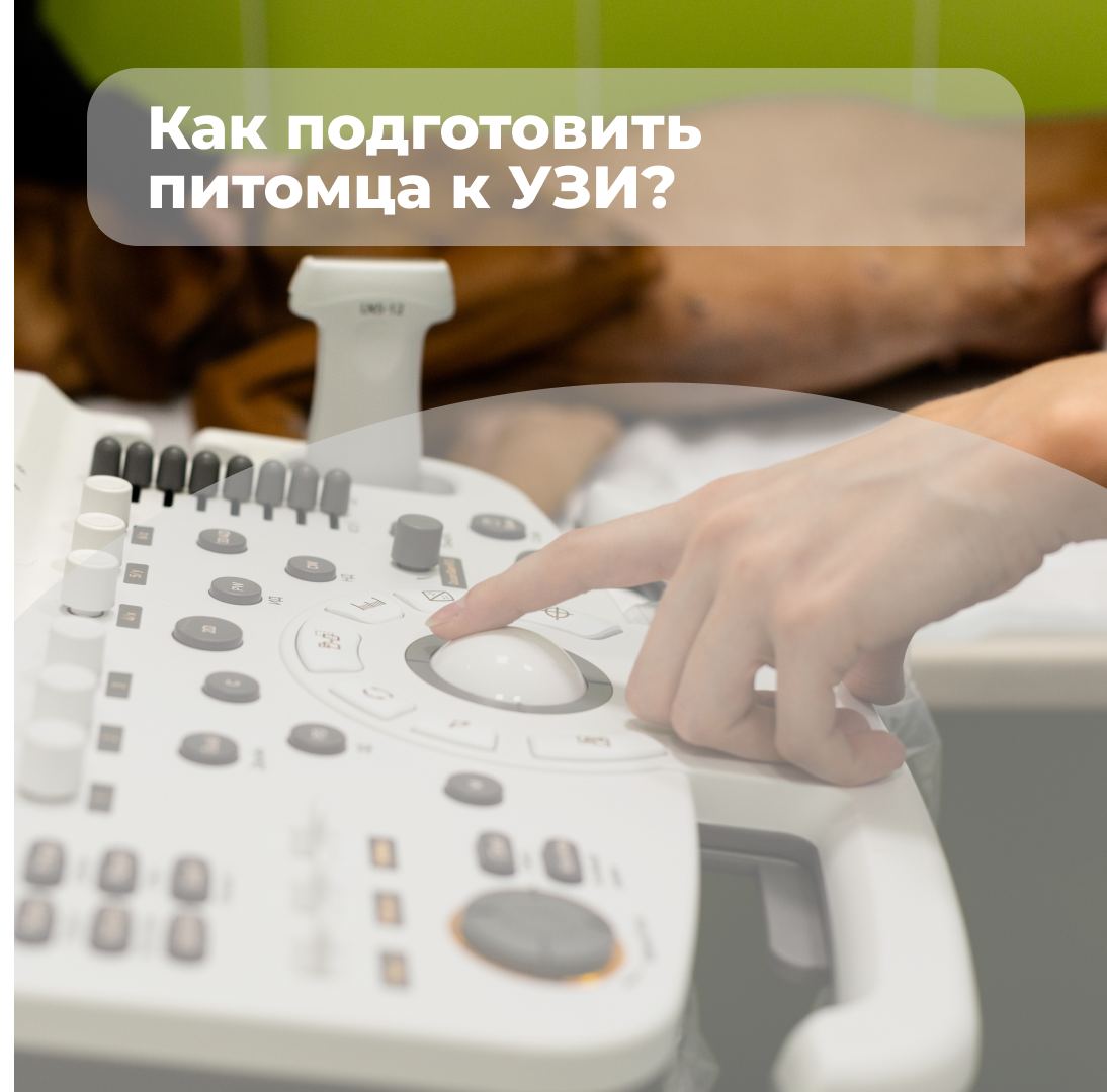 Как подготовить себя и питомца к УЗИ