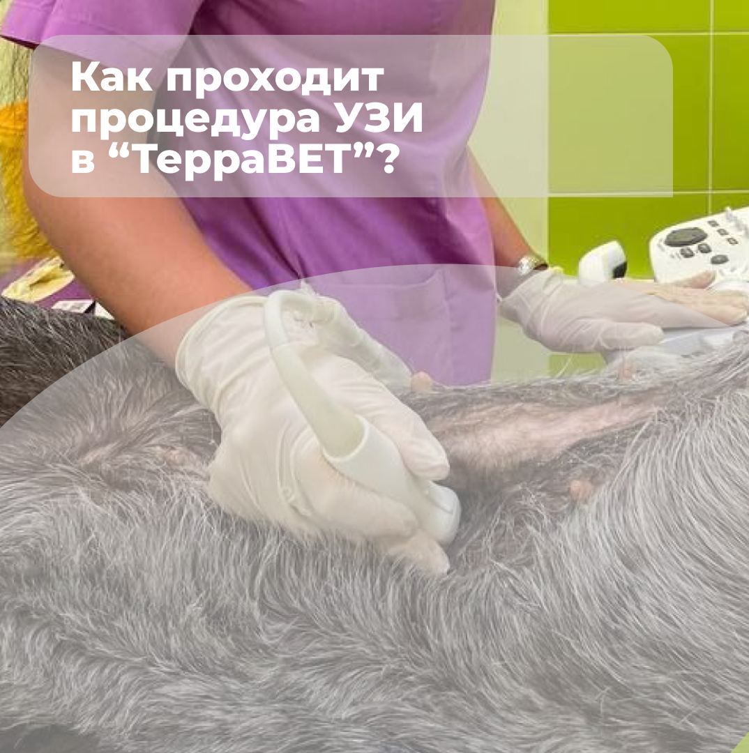 Как проходит процедура УЗИ - блог ТерраВЕТ - клиника 24/7