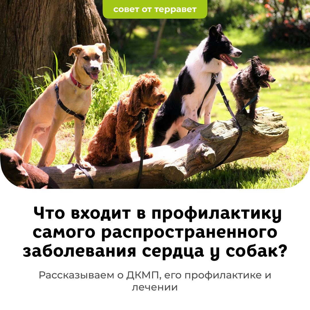 Рассказываем о ДКМП , его профилактике и лечении