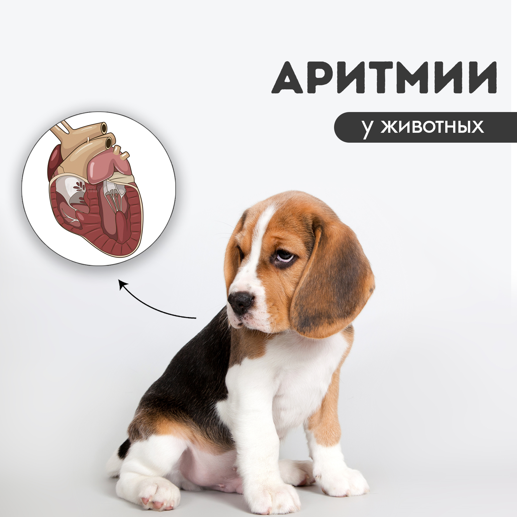 Цирроз печени у домашних животных  - блог ТерраВЕТ - ветклиника 24/7