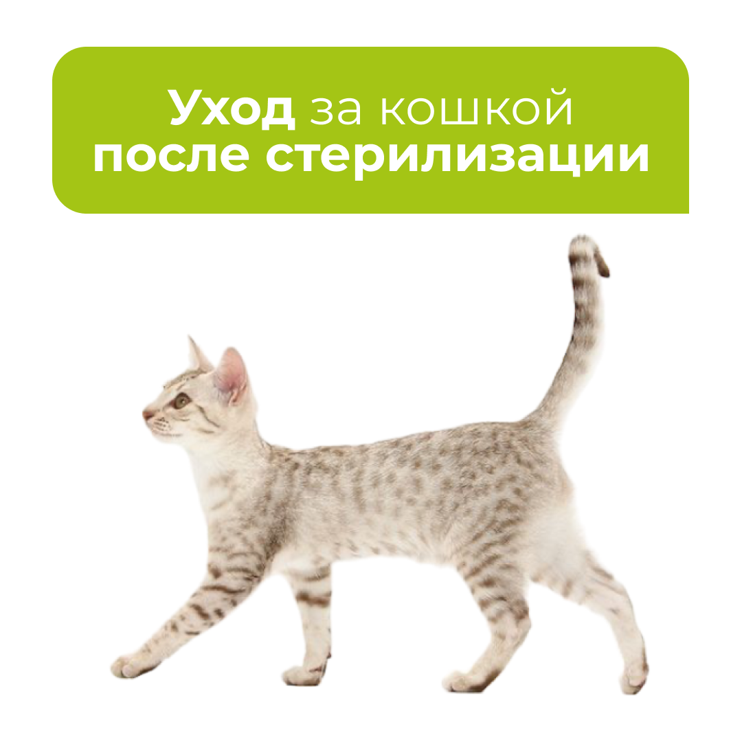 Уход за кошкой после стерилизации - блог ТерраВЕТ - клиника 24/7