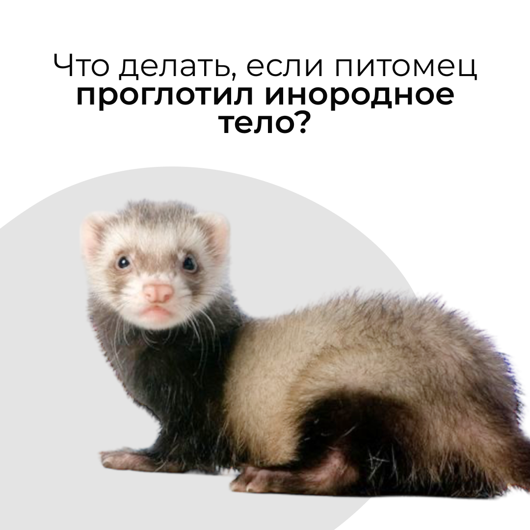 Что делать, если питомец проглотил инородное тело? - блог ТерраВЕТ - клиника 24/7
