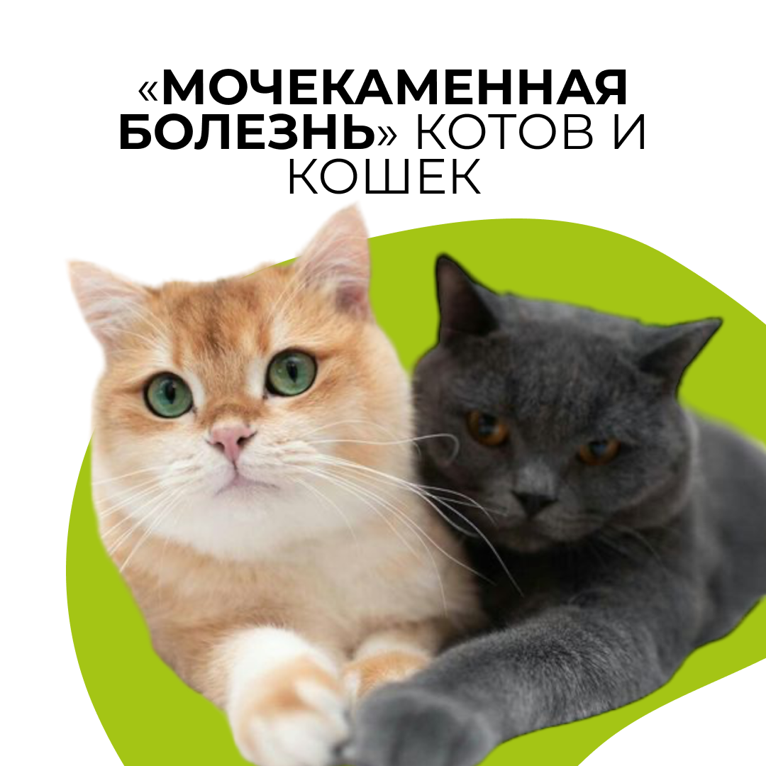 Комплекс симптомов заболевания мочеполовой системы - блог ТерраВЕТ - клиника 24/7