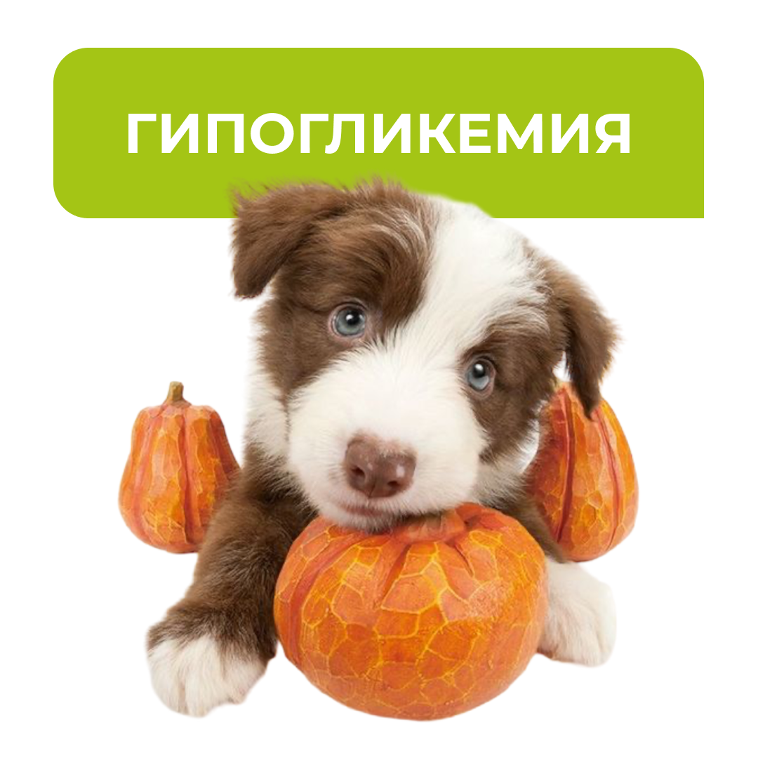 Гипогликемия - симптомы, диагностика, лечение - блог ТерраВЕТ - клиника 24/7