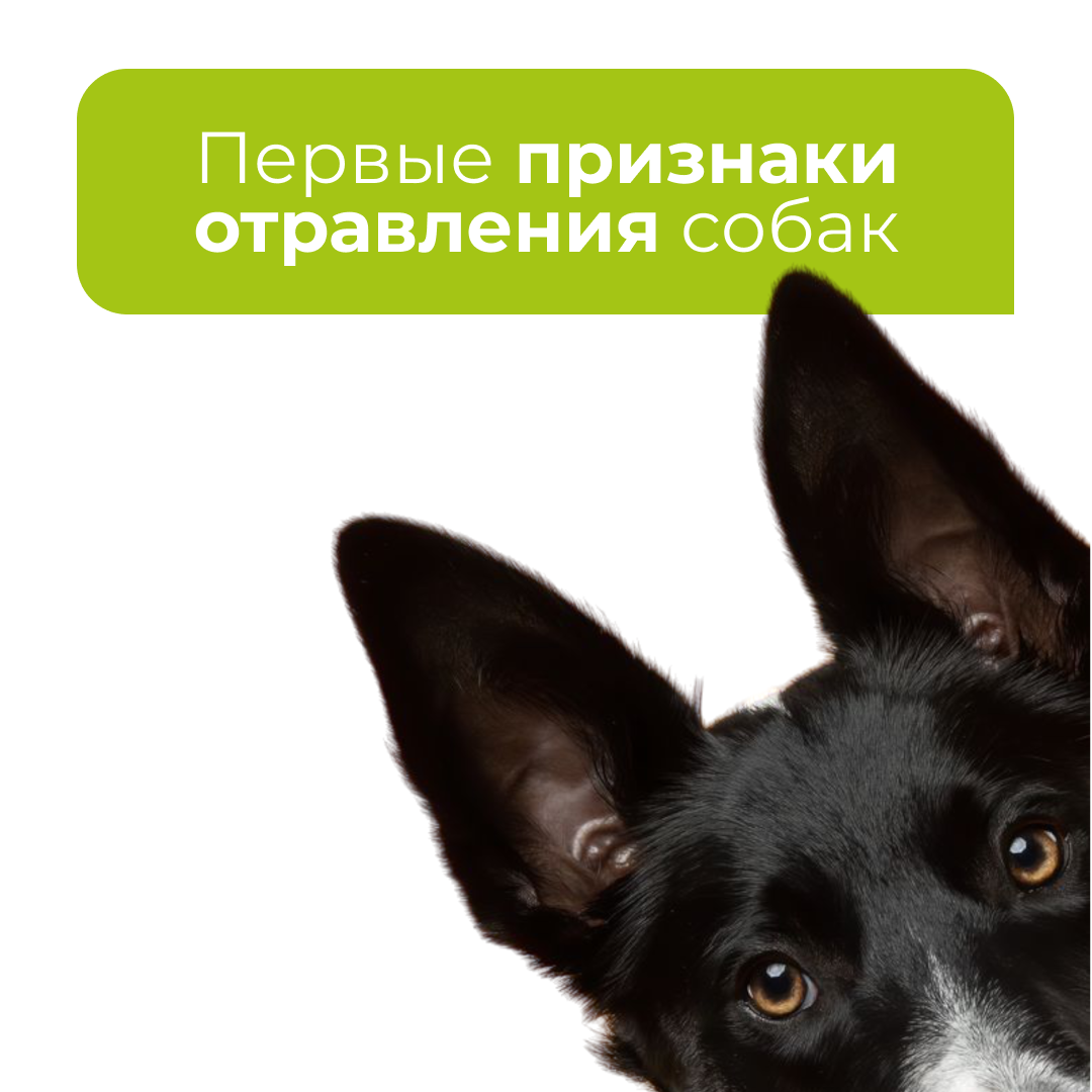 Первые признаки отравления у собак - блог ТерраВЕТ - клиника 24/7