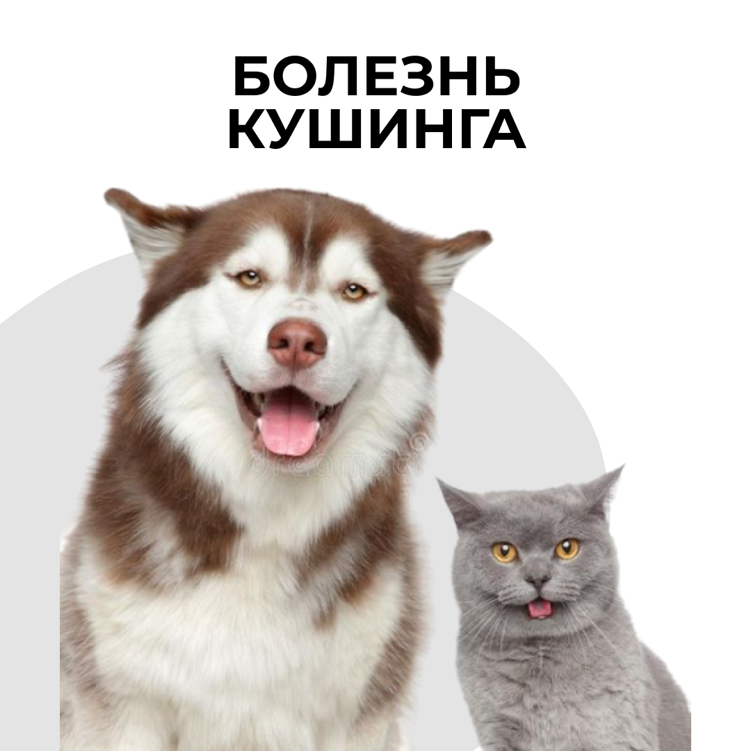 Болезнь Кушинга у собак и кошек - блог ТерраВЕТ - клиника 24/7