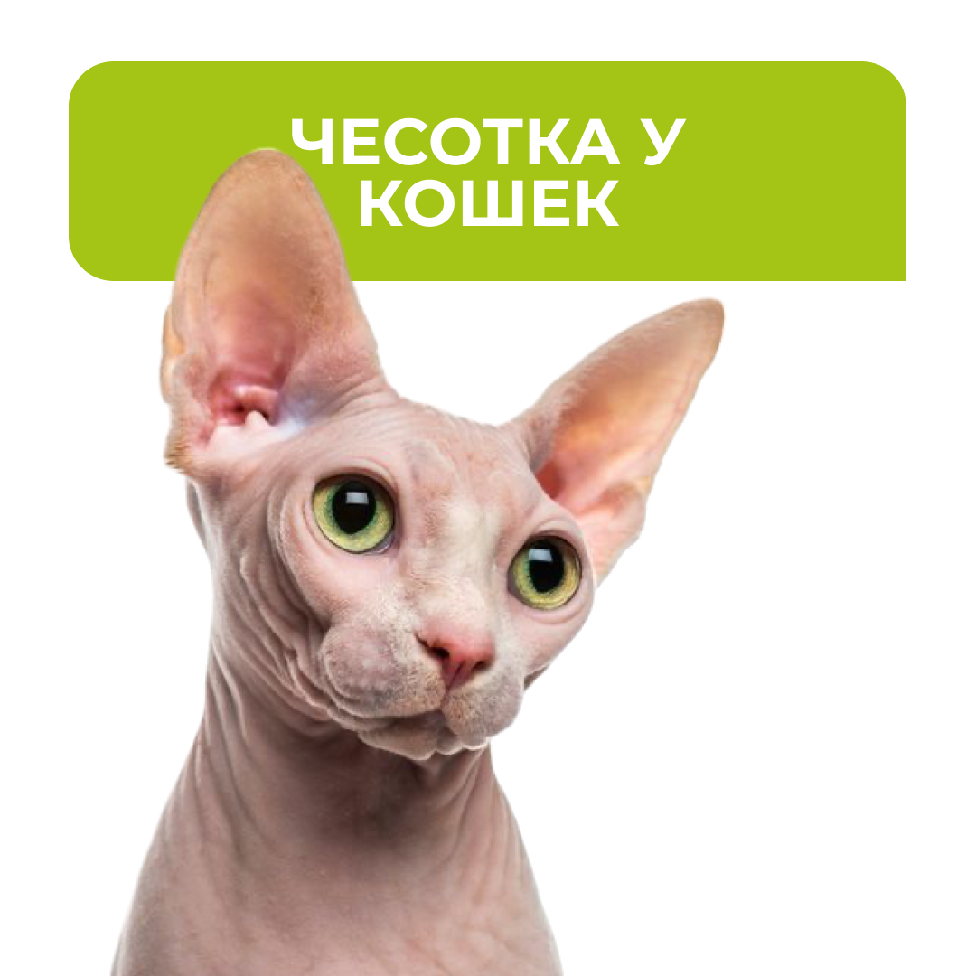 Чесотка у кошек- блог ТерраВЕТ - клиника 24/7