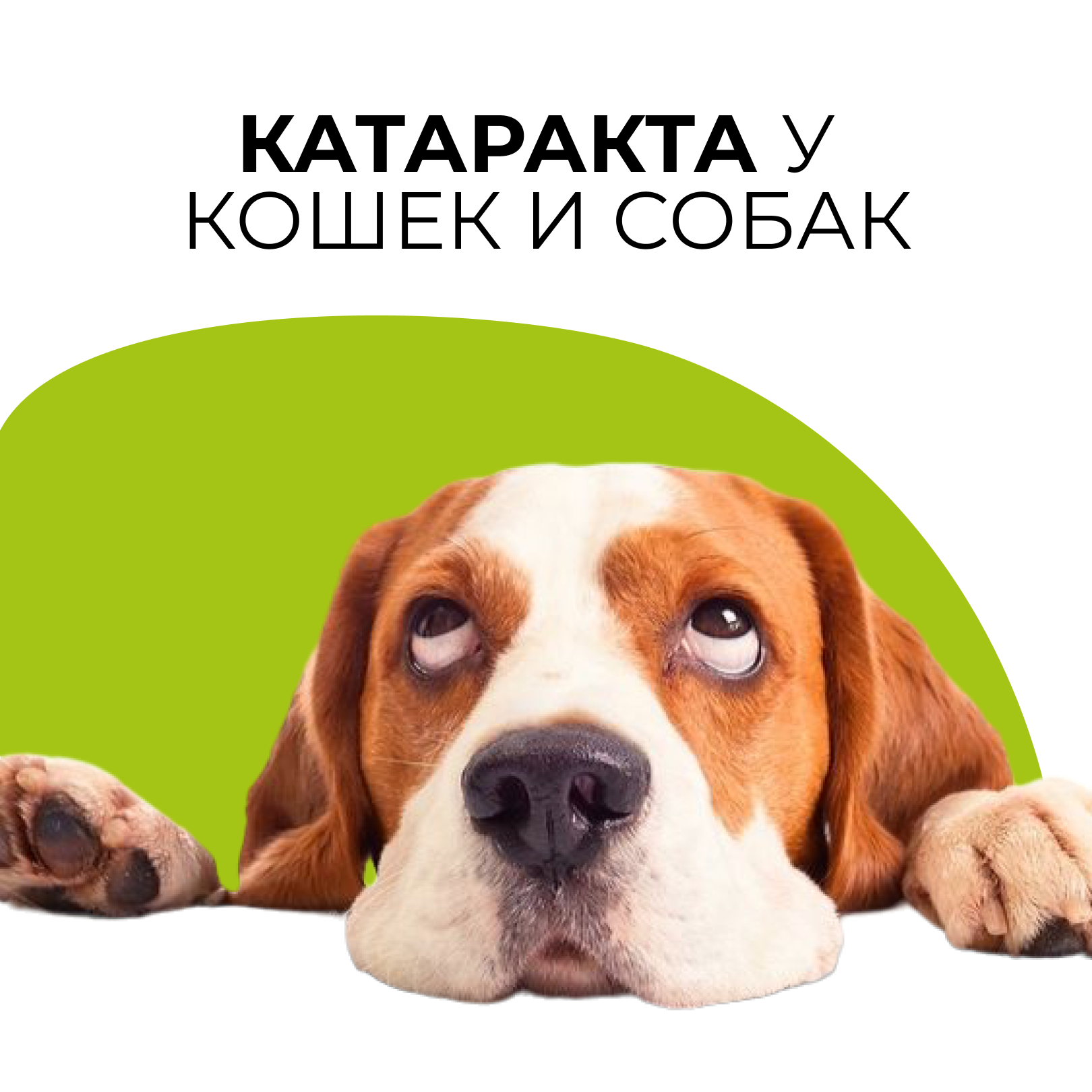 Катаракта у собак и кошек - блог ТерраВЕТ - клиника 24/7