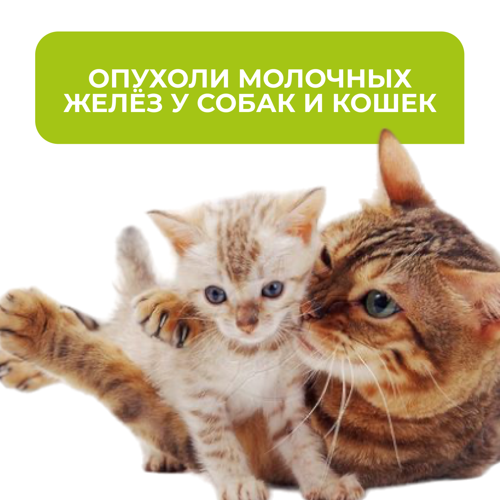 Опухоли молочных желёз у собак и кошек - блог ТерраВЕТ - клиника 24/7