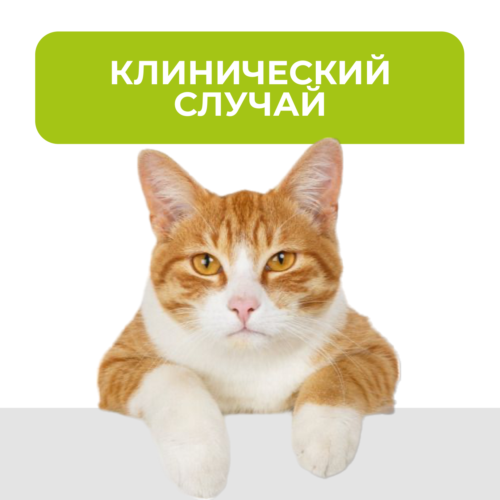 Клинический случай - Врождённый печёночный шунт - блог ТерраВЕТ - клиника 24/7