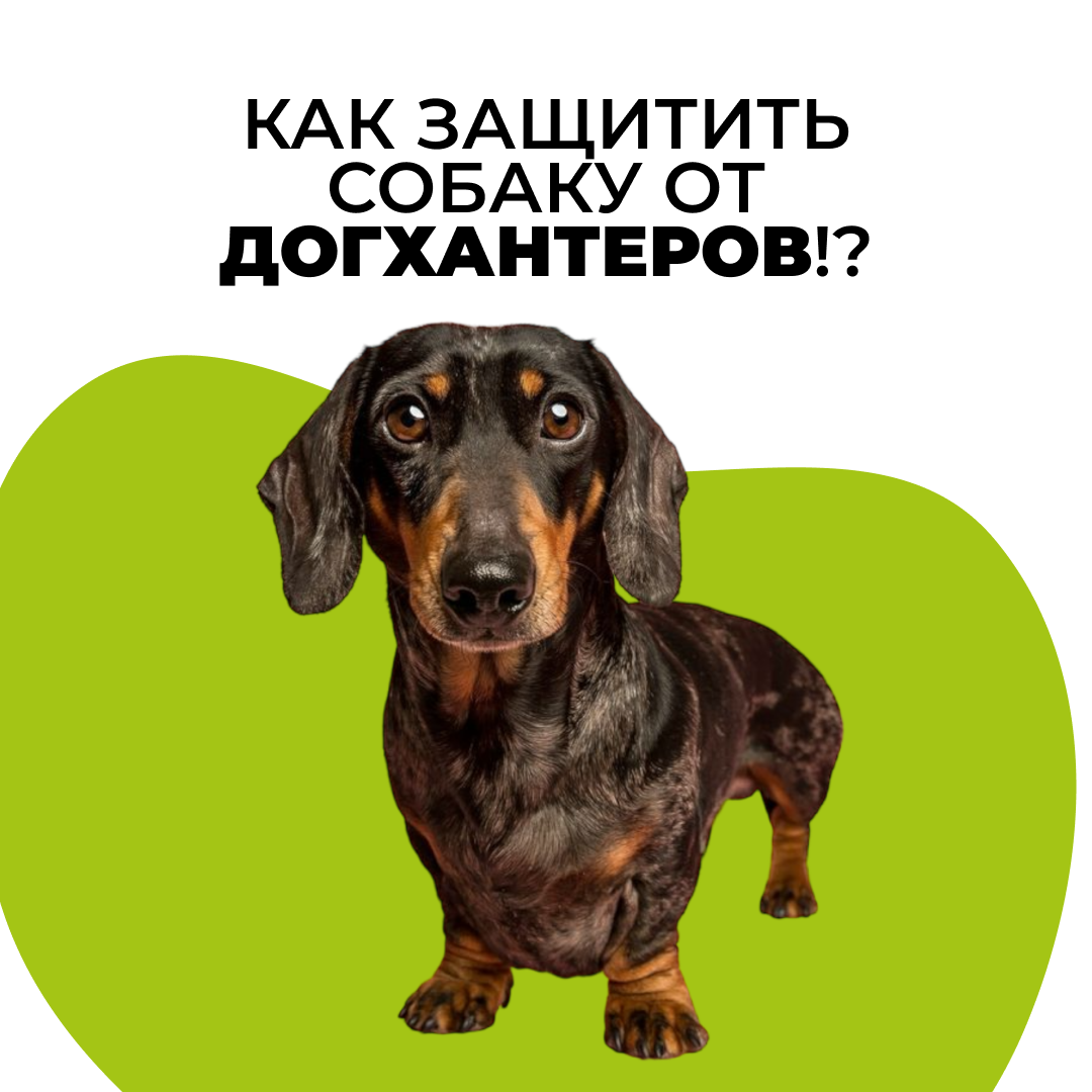 Как защитить собаку от догхантеров - часть первая