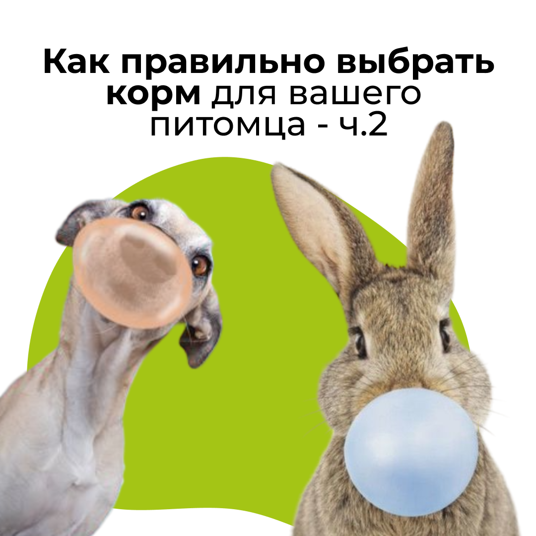 Как правильно выбрать корм для вашего питомца