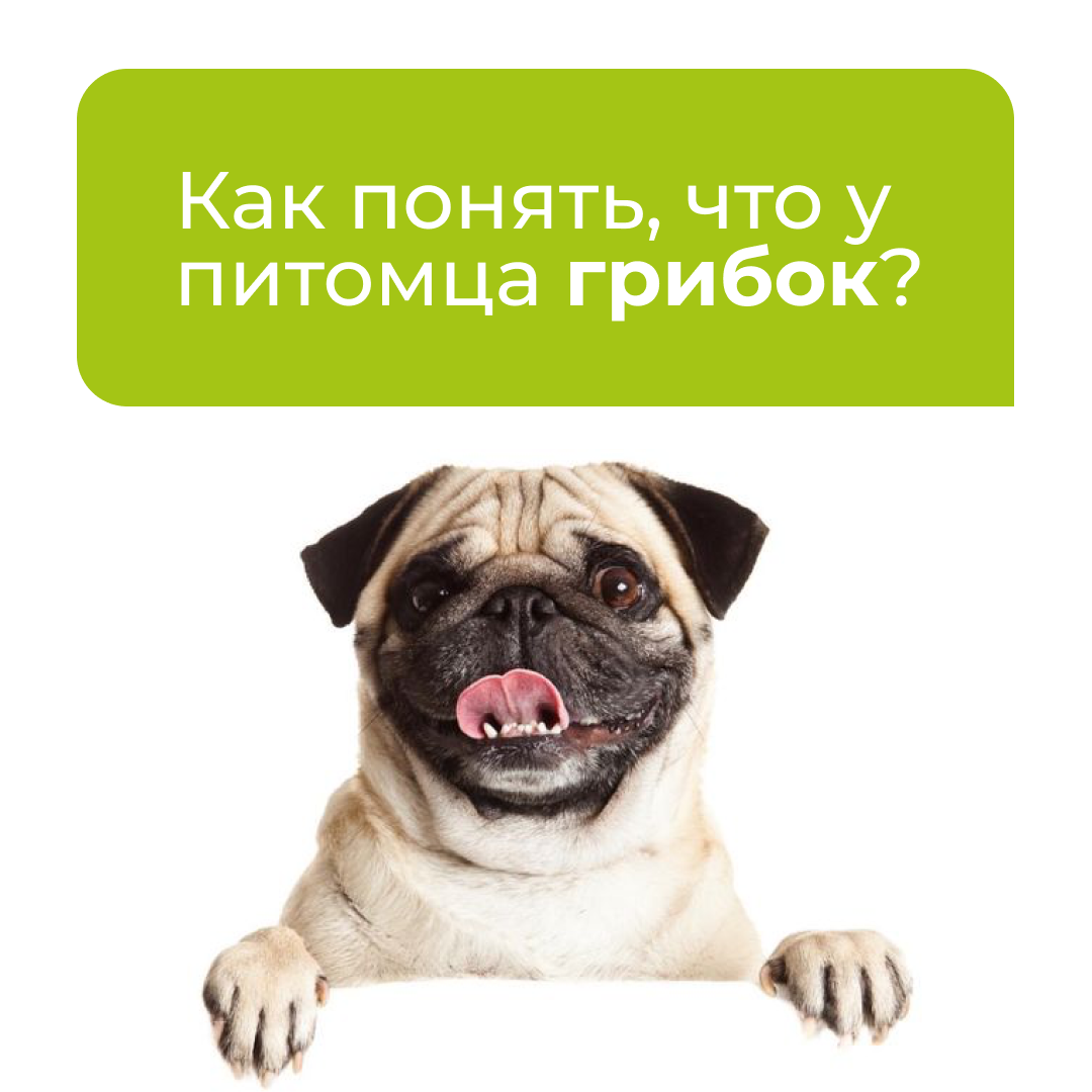 Забота об ушах: как понять, что у вашего питомца грибок?