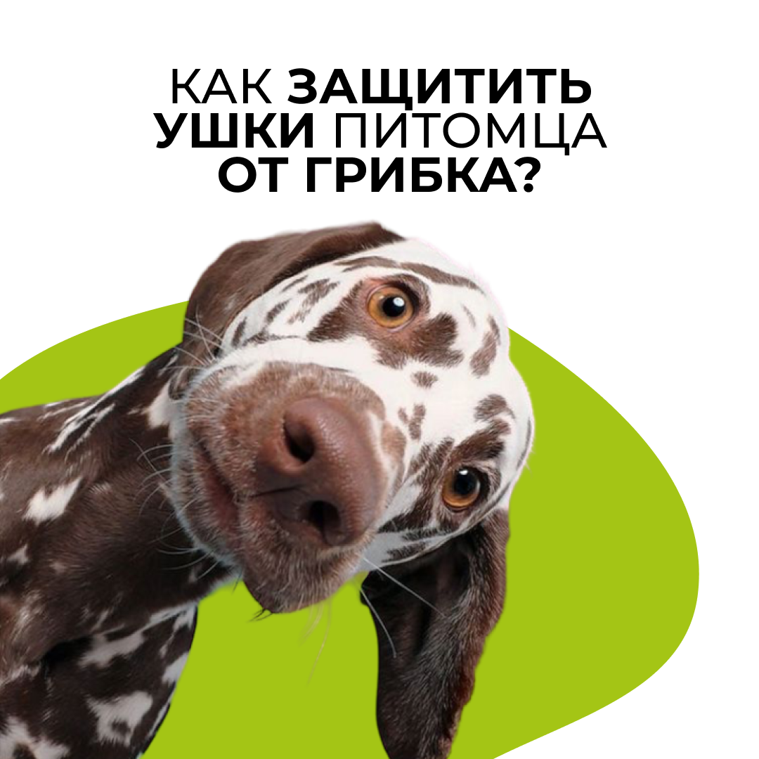 Здоровье ушей - продолжение - блог ТерраВЕТ - клиника 24/7