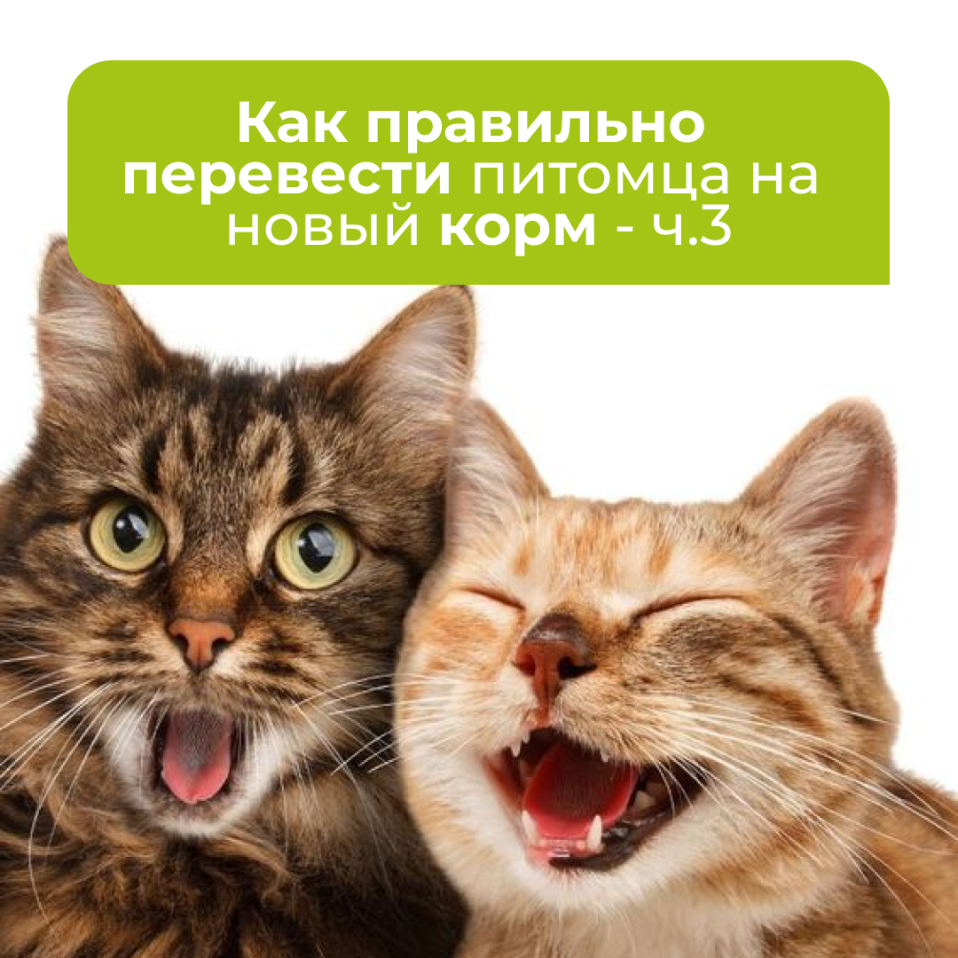 Как правильно перевести питомца на новый корм - блог ТерраВЕТ - клиника 24/7