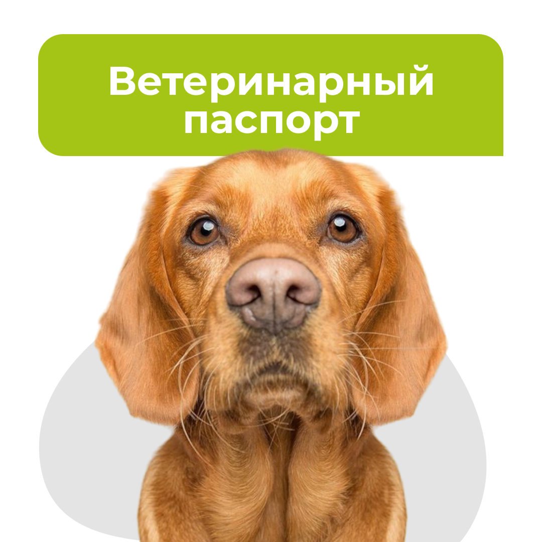 Что такое ветеринарный паспорт и для чего он нужен? - блог ТерраВЕТ - клиника 24/7