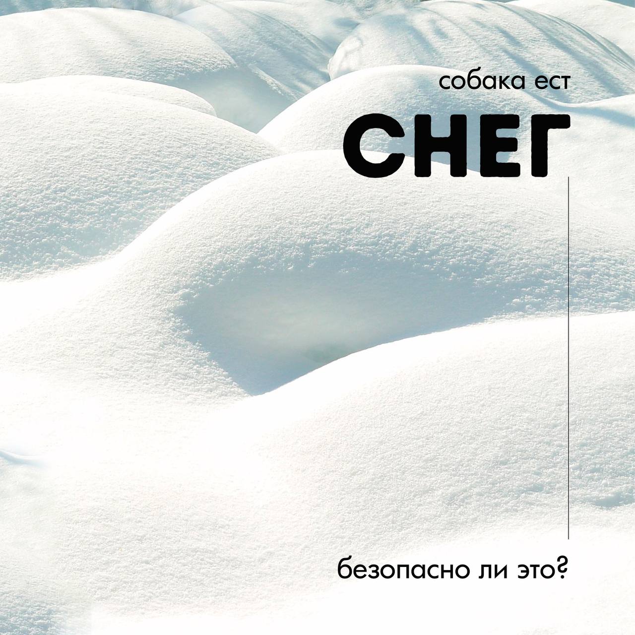 Почему собака ест снег