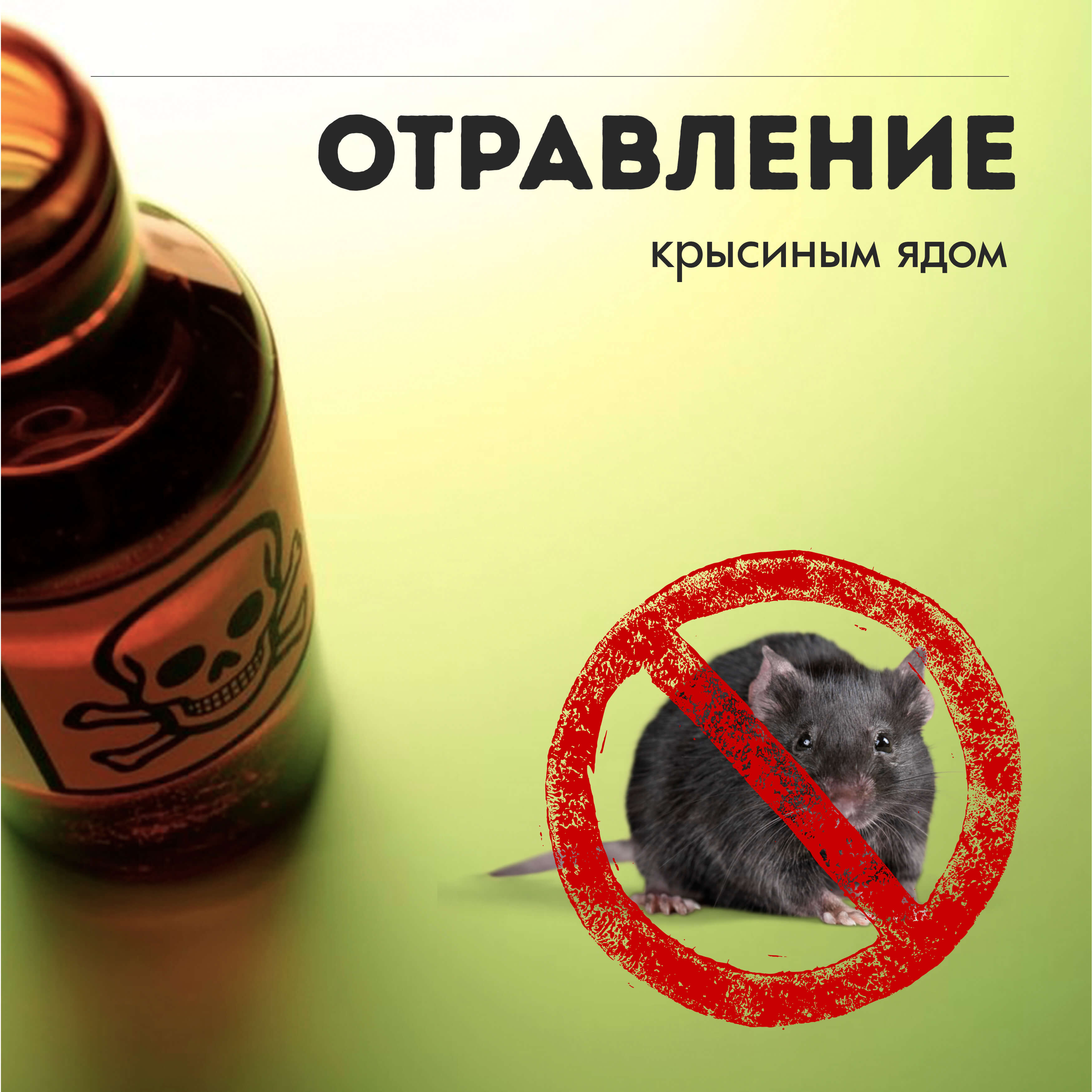 Отравление крысиным ядом - достаточно распространенная причина смерти собак