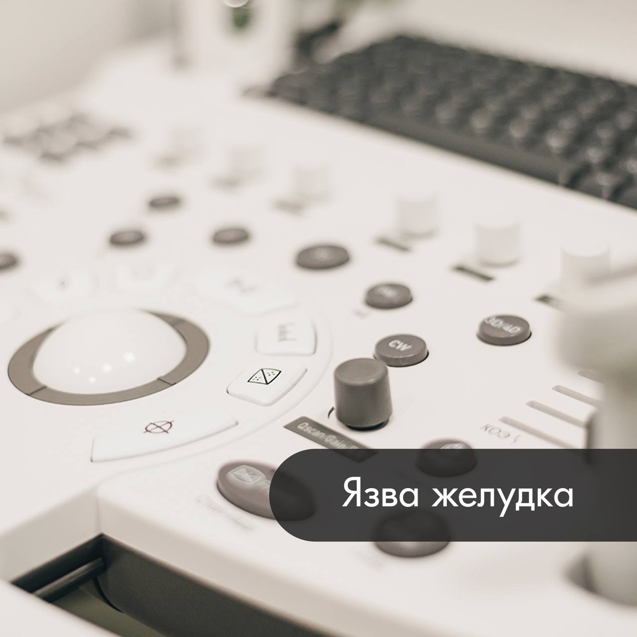 Язва желудка померанского шпица - ТерраВЕТ - Клинический случай - Блог