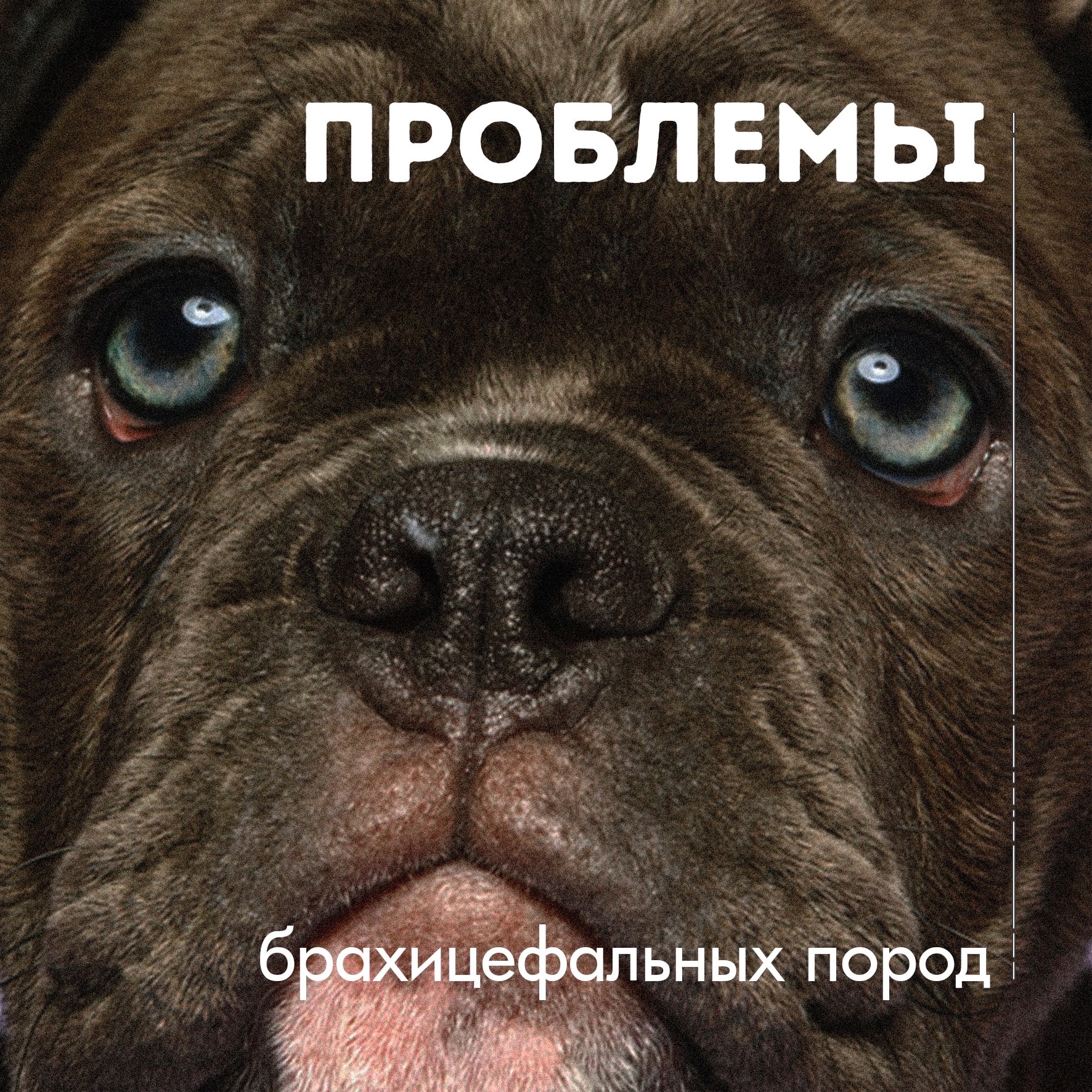 Заболевания брахицефальных пород