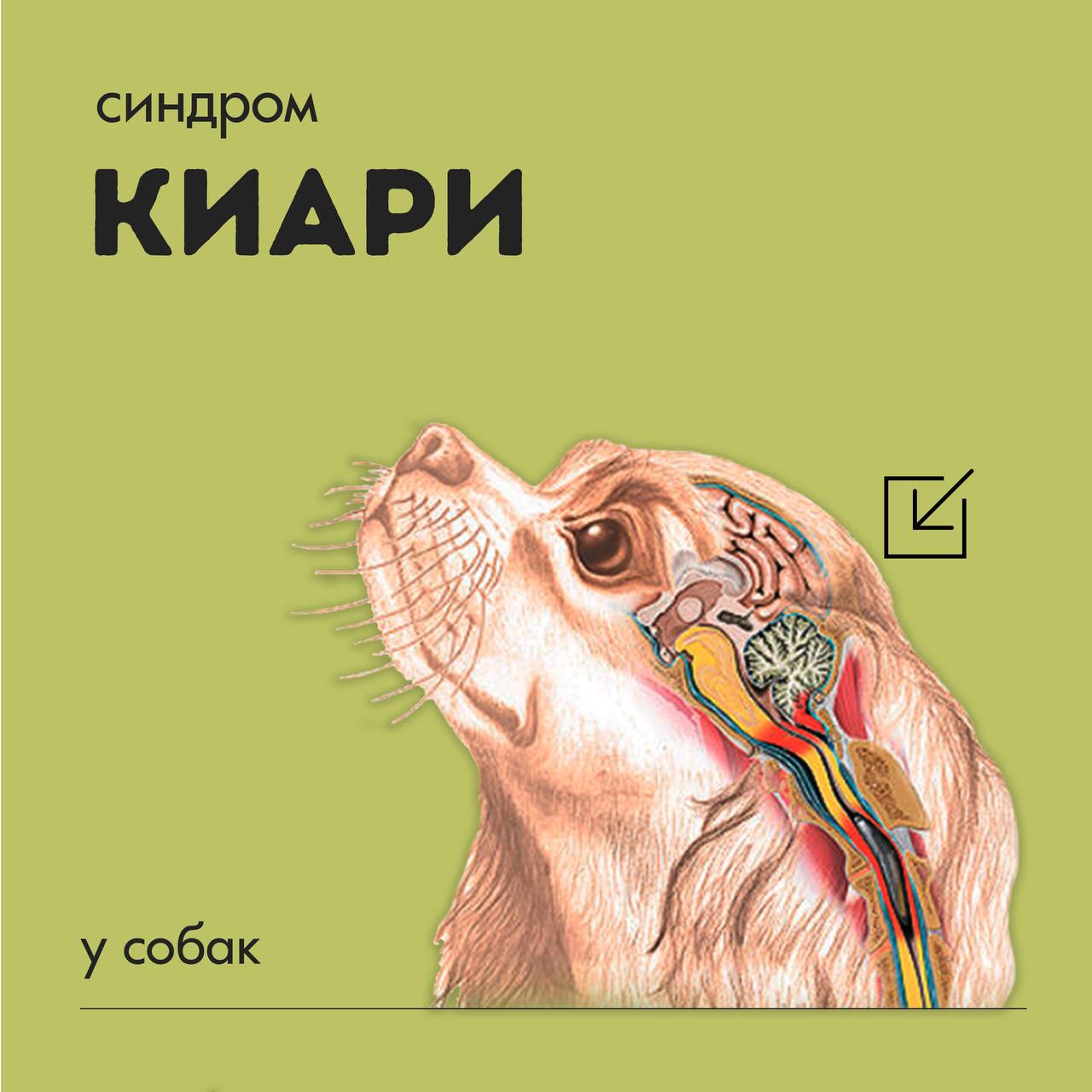 Синдром Киари у собак
