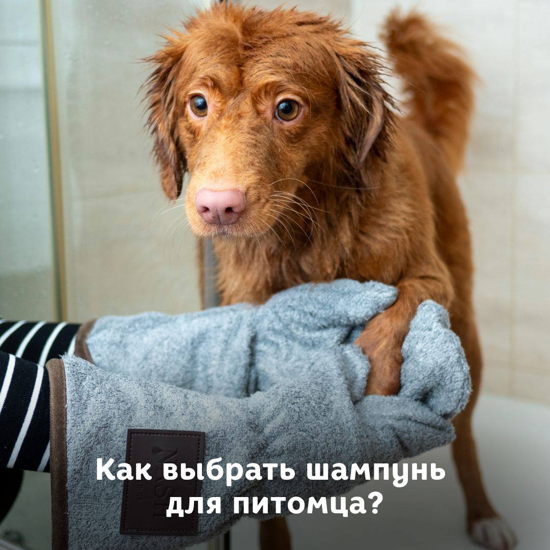Баттл шампуней, или как выбрать средство для мытья питомца?