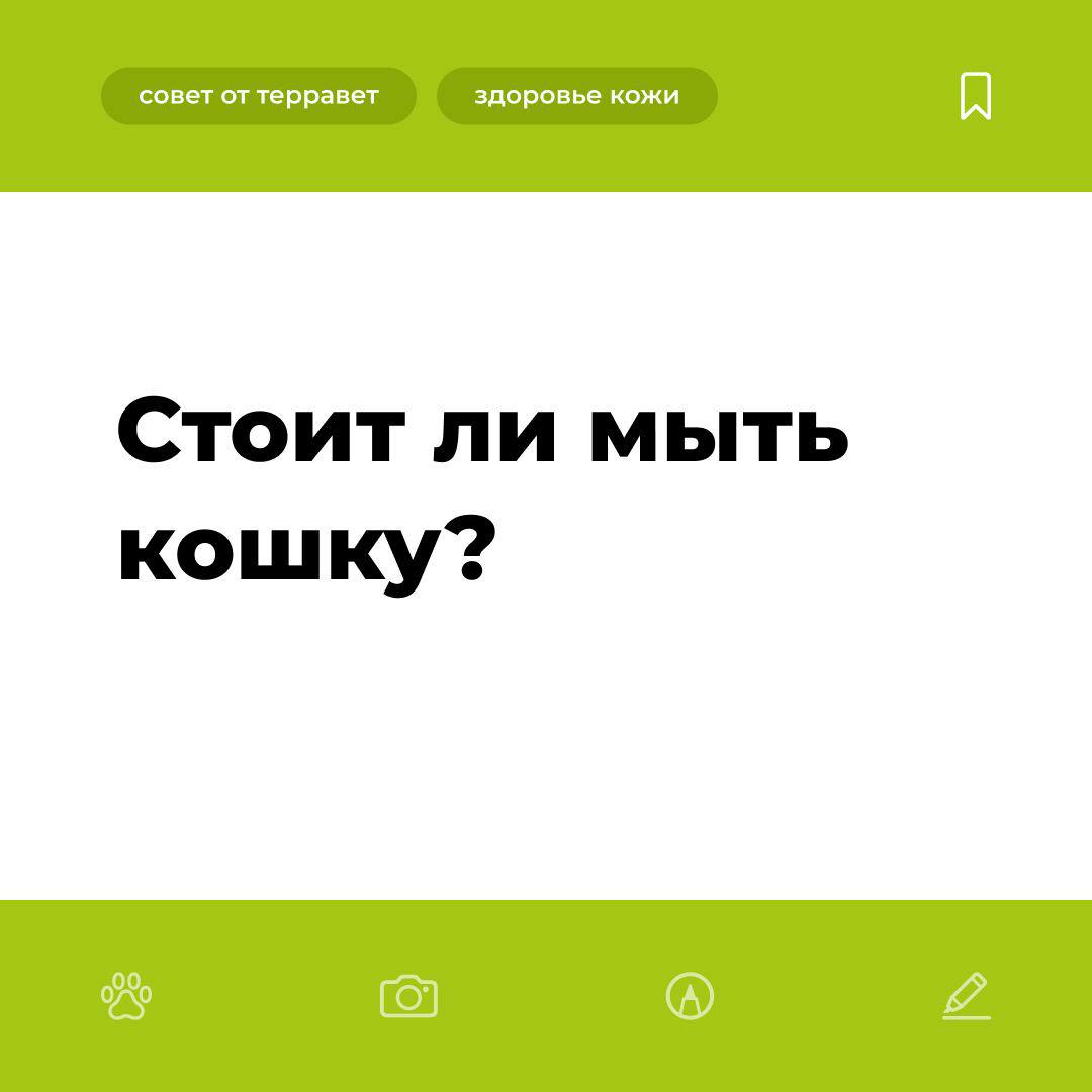 Нужно ли мыть кошек? - блог ТерраВЕТ - ветклиника 24/7