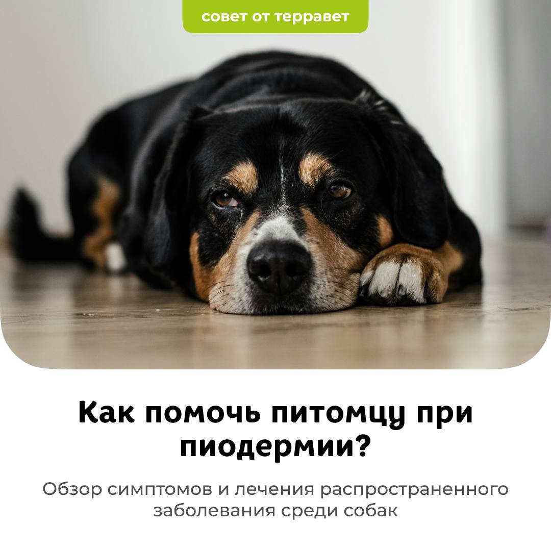 Как помочь питомцу при пиодермии? - блог ТерраВЕТ - ветклиника 24/7