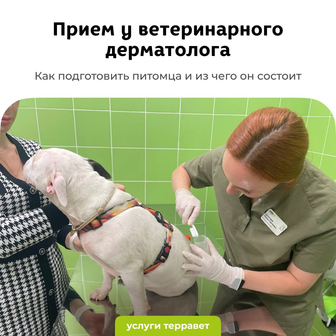 Как проходит прием у ветеринарного дерматолога? - блог ТерраВЕТ - ветклиника 24/7