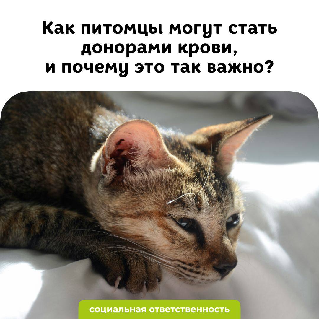 Донорство крови у животных — важная практика в ветеринарной медицине - блог ТерраВЕТ - ветклиника 24/7