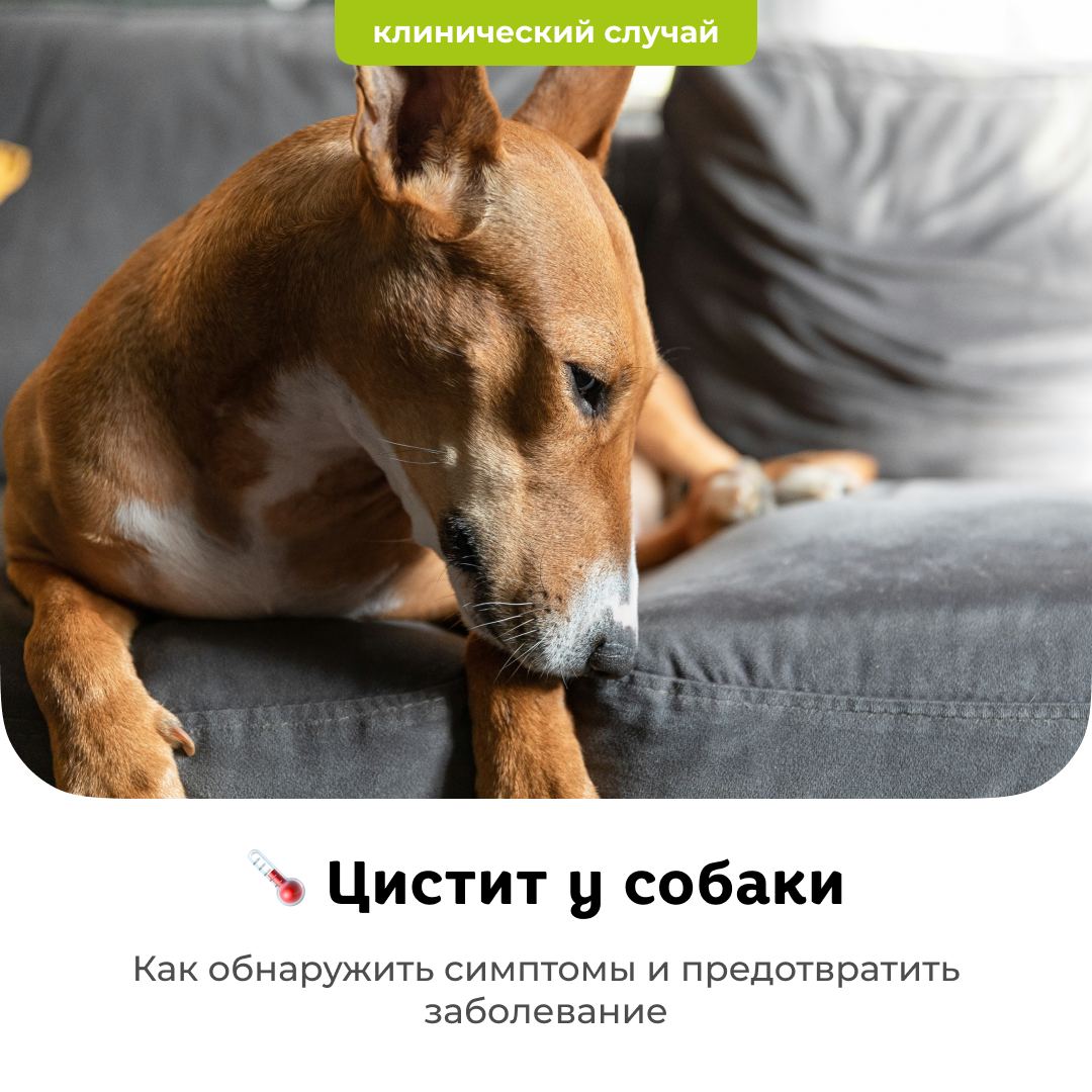 Клинический случай: цистит - блог ТерраВЕТ - ветклиника 24/7