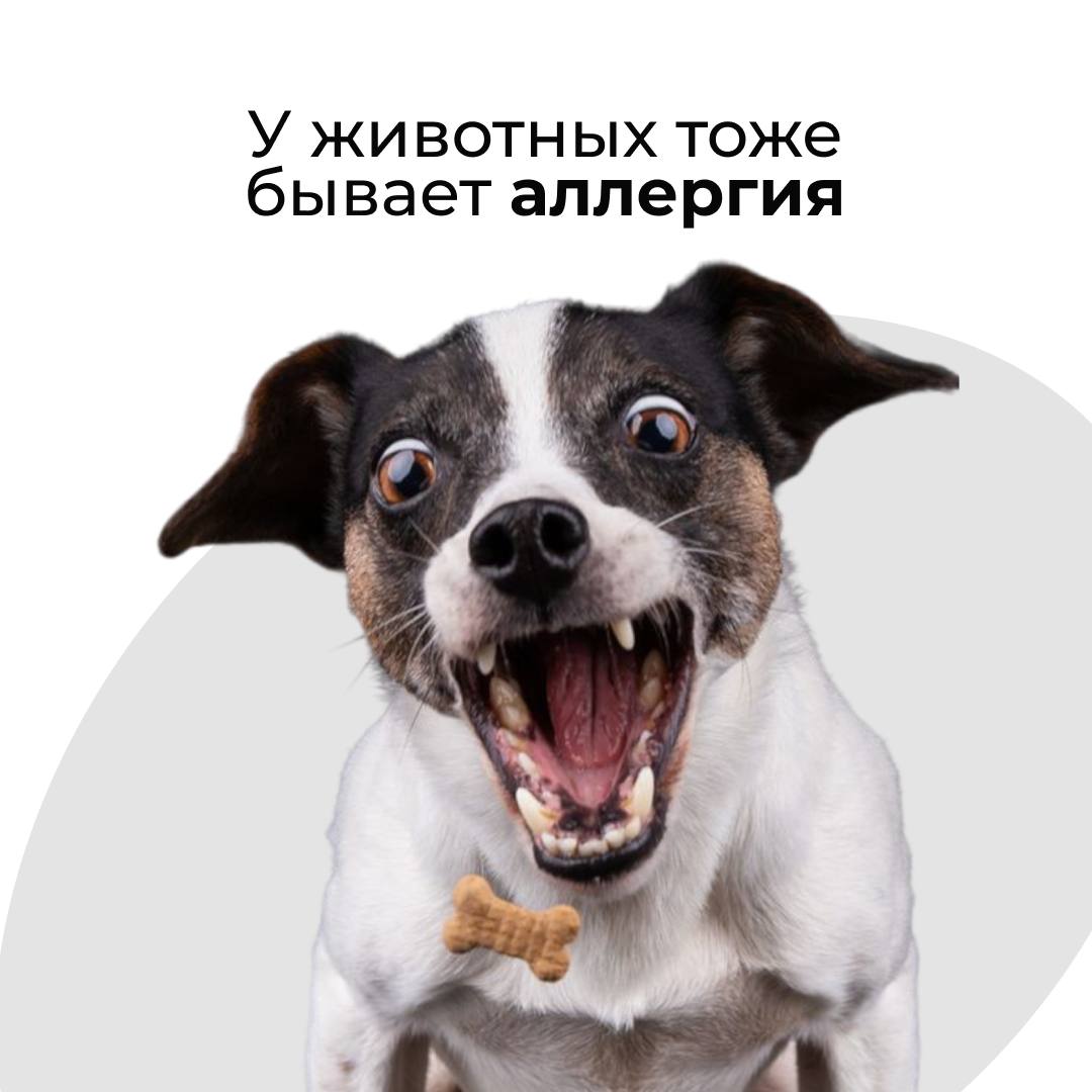 У животных тоже может быть аллергия: как распознать и что делать?  - блог ТерраВЕТ - клиника 24/7