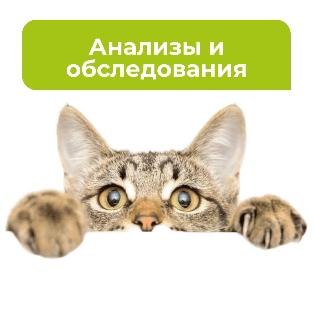 Анализы и обследования для животных - блог ТерраВЕТ - клиника 24/7