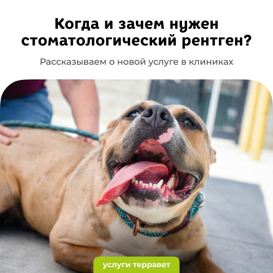 Когда и зачем нужен стоматологический рентген? - блог ТерраВЕТ - ветклиника 24/7