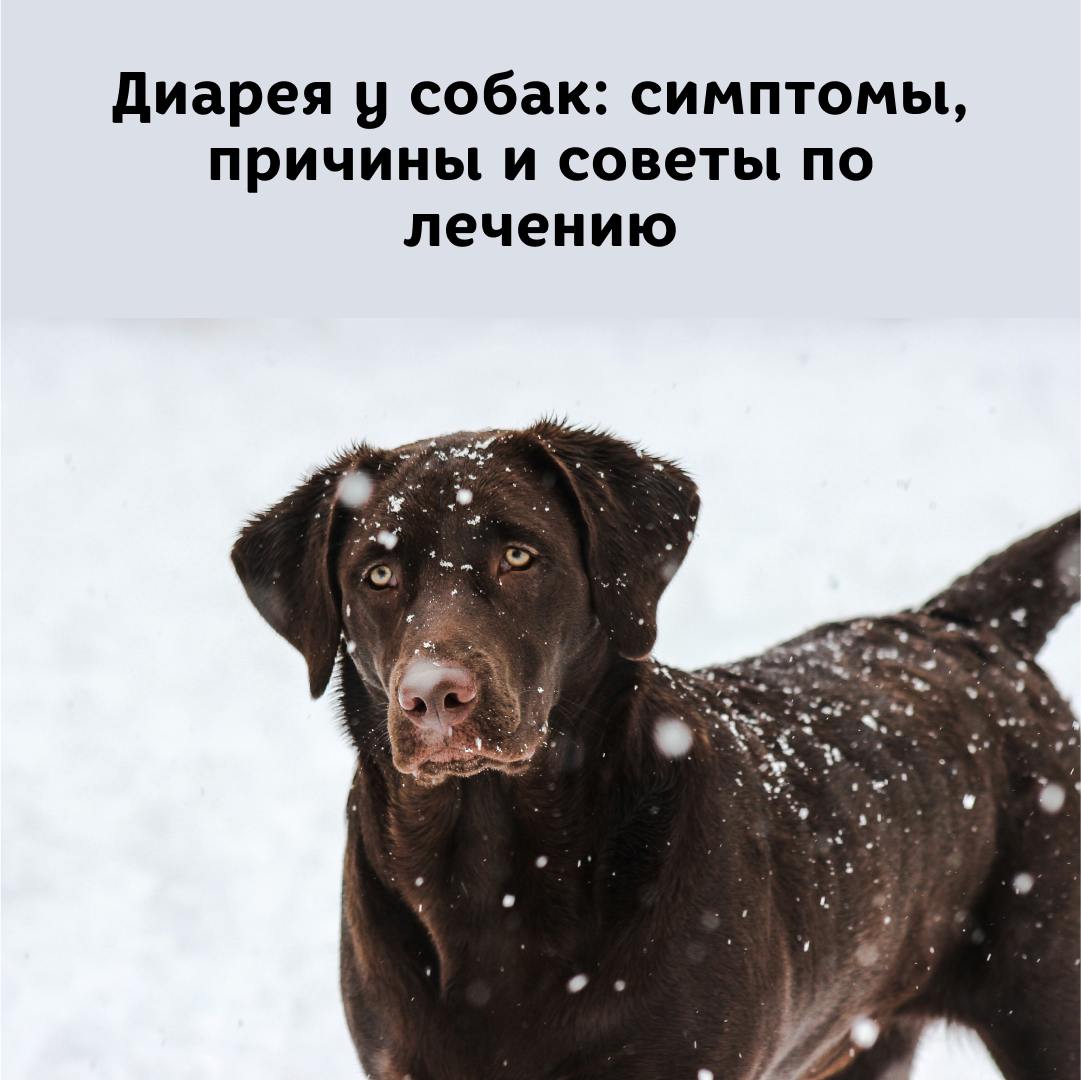 Диарея у собак. Симптомы, причины и советы по лечению - блог ТерраВЕТ - ветклиники 24/7