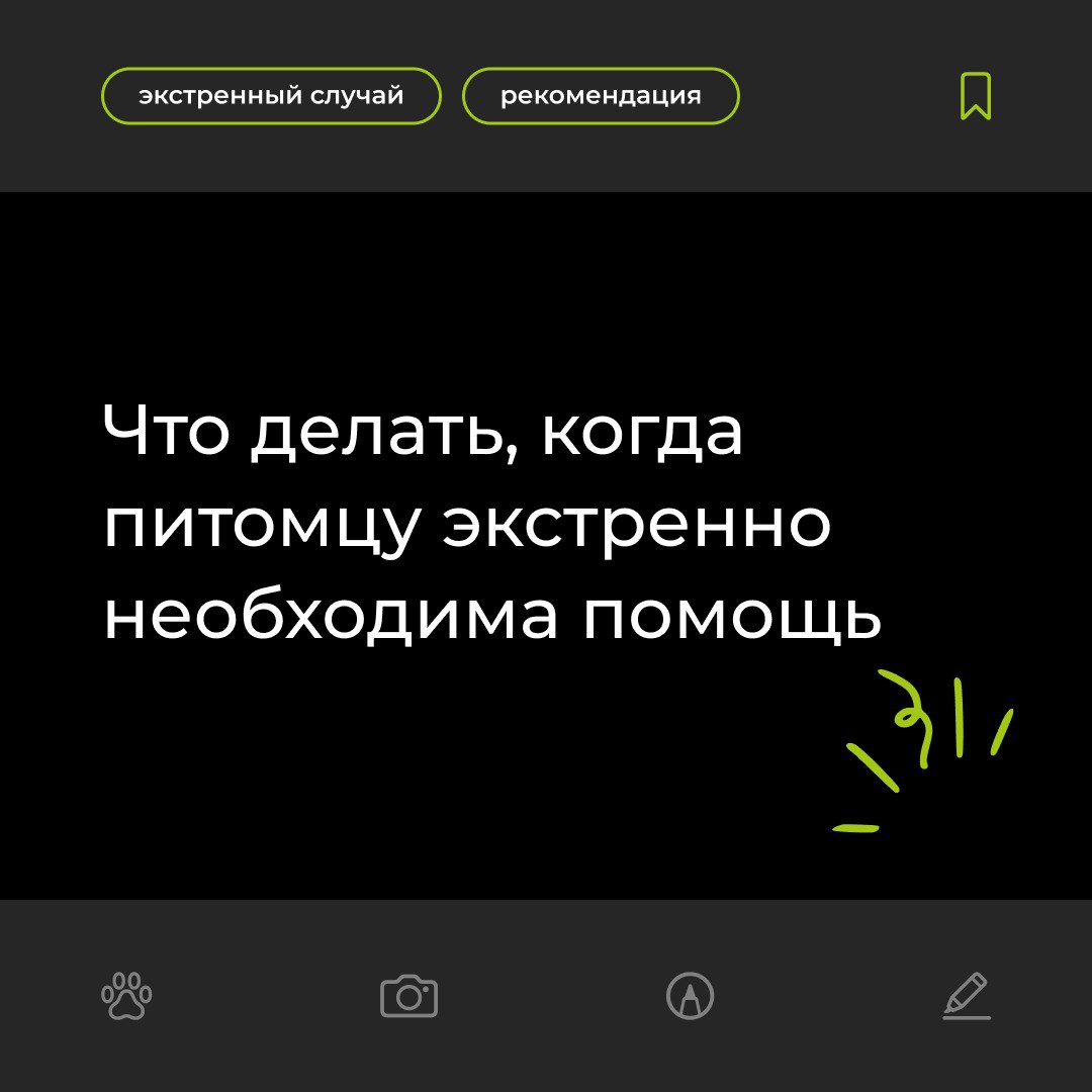 Что делать в случае резкого ухудшения здоровья или травмы питомца? - блог ТерраВЕТ - ветклиника 24/7