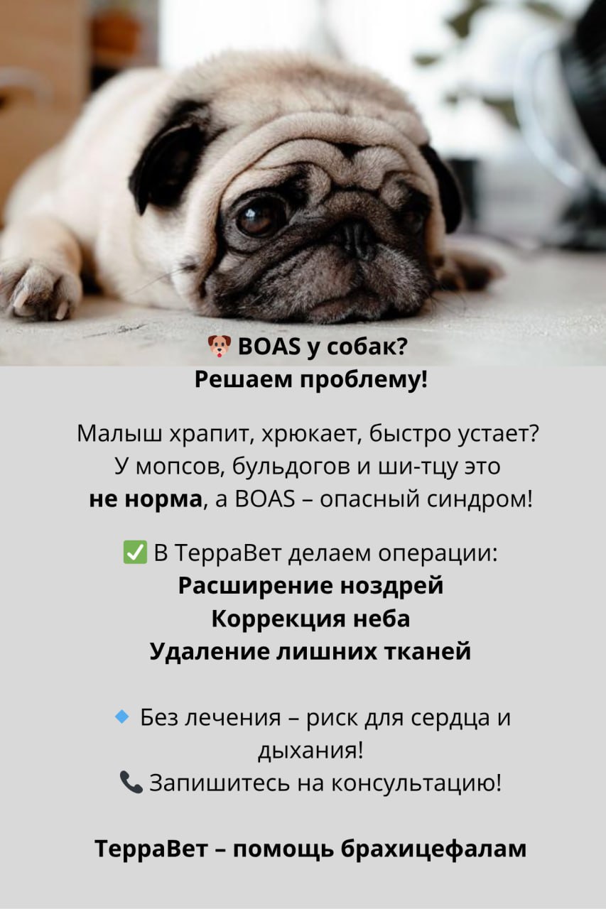 Брахиоцефалы