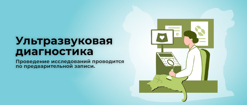 УЗИ домашних животных в ветклинике ТерраВЕТ в Балашихе - Круглосуточно