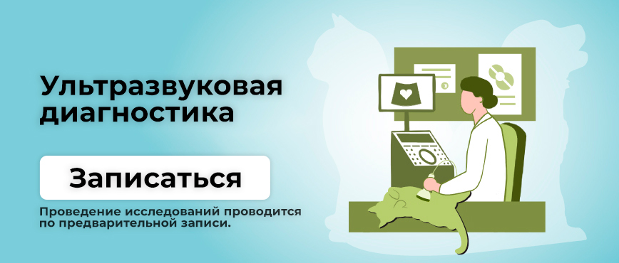 Ультразвуковые исследования в ветеринарной клинике ТерраВЕТ