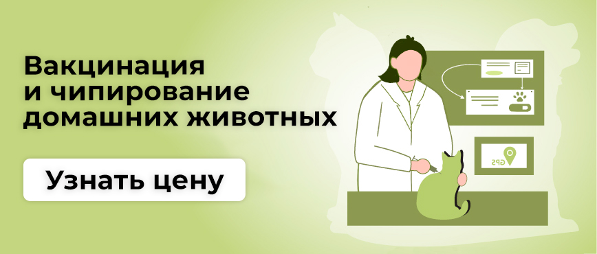 Терравет ветеринарная. Терравет ветеринарная. Ветклиника терравет балашиха. Балашиха проспект ленина 32б. Ветеринарная диагностика узи.